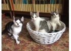 Очень красивые крошки-котята, мальчики и девочка в добрые руки