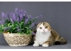 Холные шотландские котята из питомника