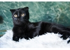 Черный котенок Марио - метис вислоушки в дар